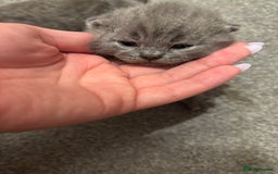 British Shorthair cats for sale: 5 generation pedigree BSH male kittens - Image 2