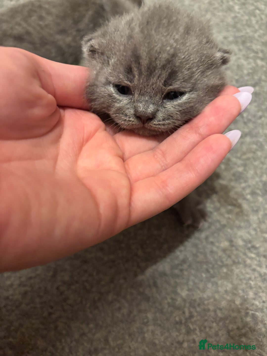 British Shorthair cats for sale: 5 generation pedigree BSH male kittens - Image 2