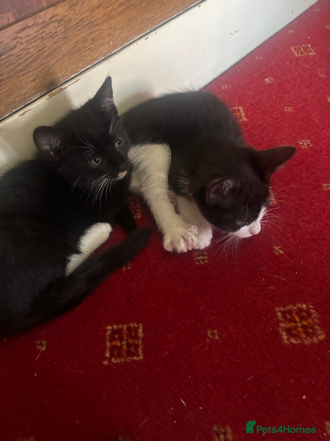 British Shorthair cats for sale: Kittens British Short hair - Image 5