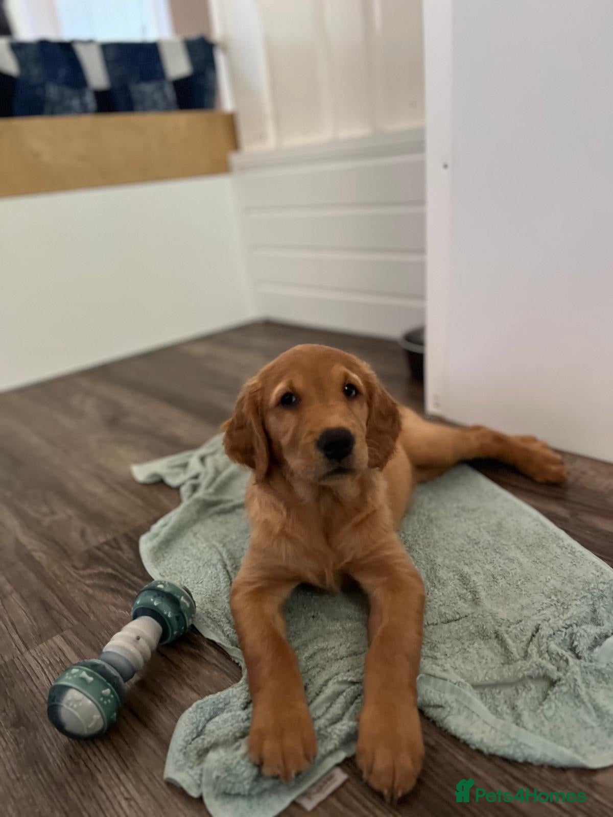 Golden Retriever dogs  Beautiful red golden retrievers 1 girl   - Advert 2