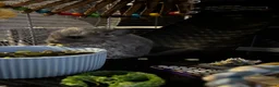 Chinchilla rodents for sale: Beautiful chinchillas for sale  in Bangor - Advert 4