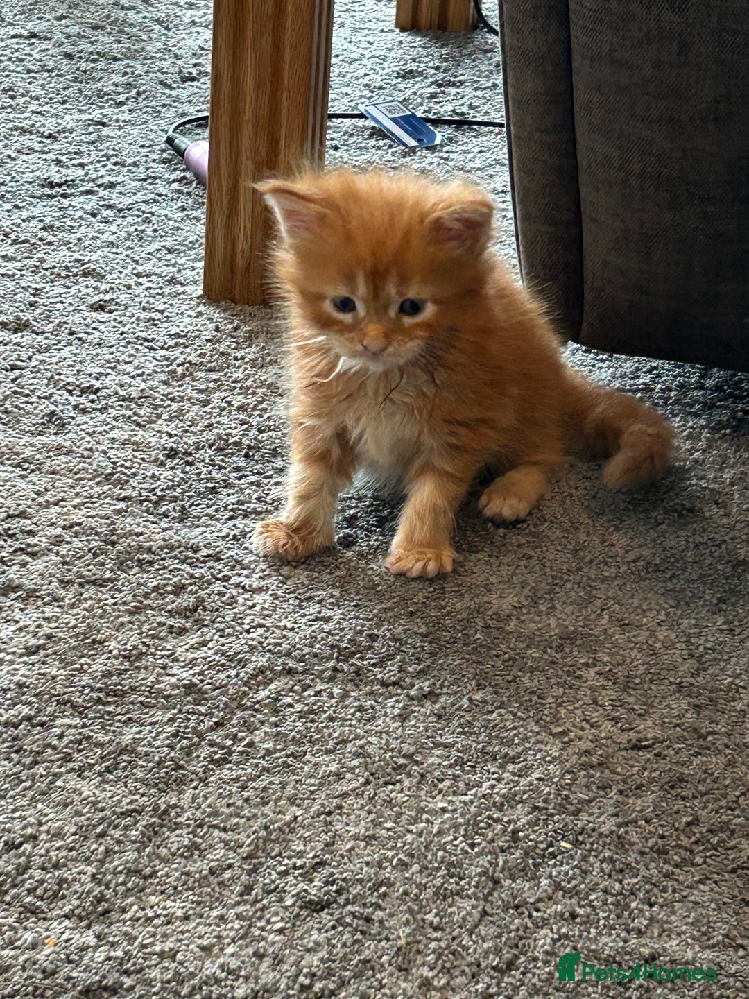 Maine Coon cats for sale: Stunning red and cream maine coons  - Image 10