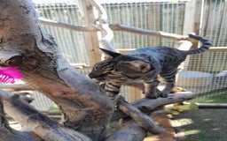 Savannah cats for sale: Large TICA Registered Spotted Savannah Boy Kitten  - Image 20