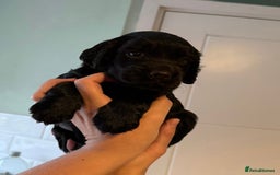 Sprocker dogs for sale: Last gorgeous Sprocker boy remaining  - Image 7