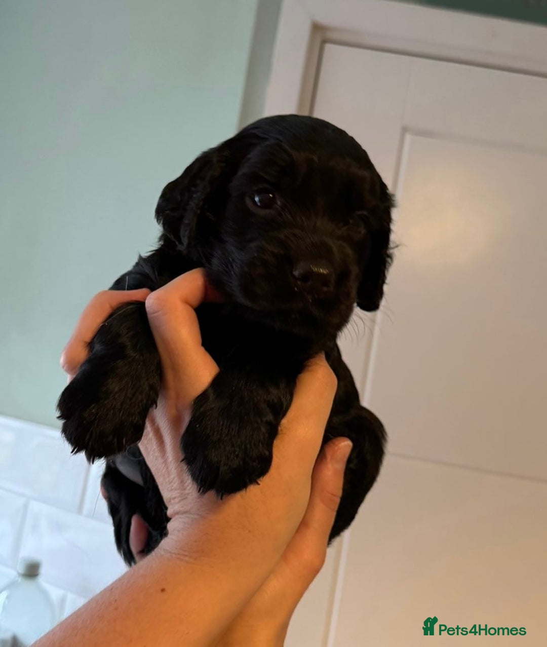 Sprocker dogs for sale: Last gorgeous Sprocker boy remaining  - Image 7