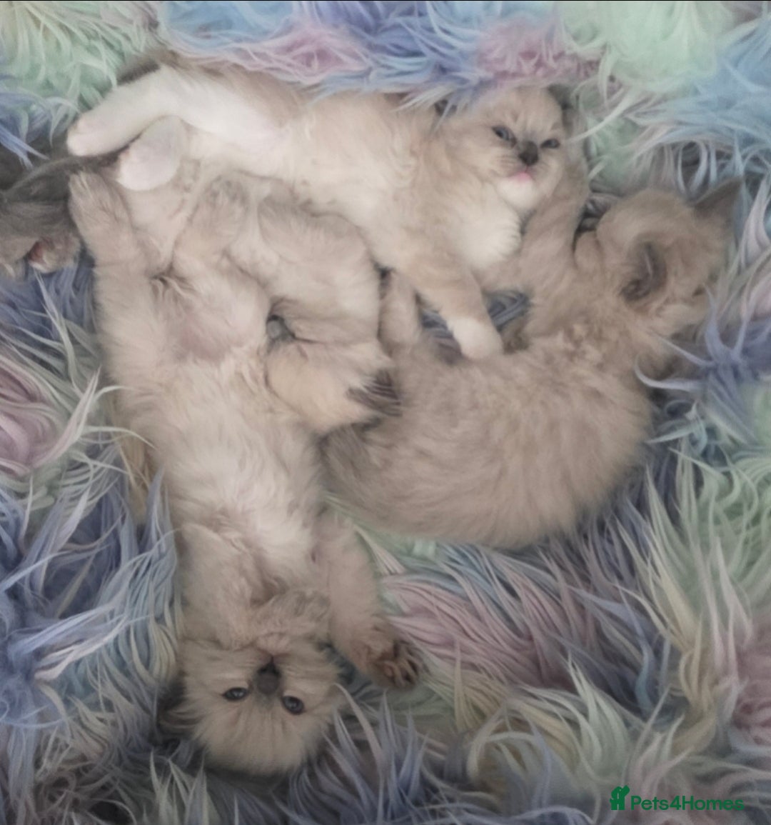 Ragdoll cats for sale: Stunning Ragdolls  - Image 9