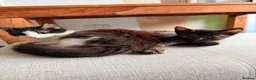 Mixed Breed cats for sale: female kitten   - Advert 2