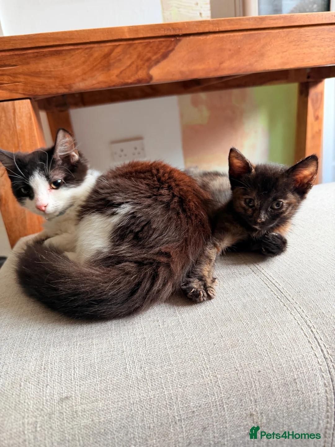 Mixed Breed cats for sale: female kitten   - Advert 2