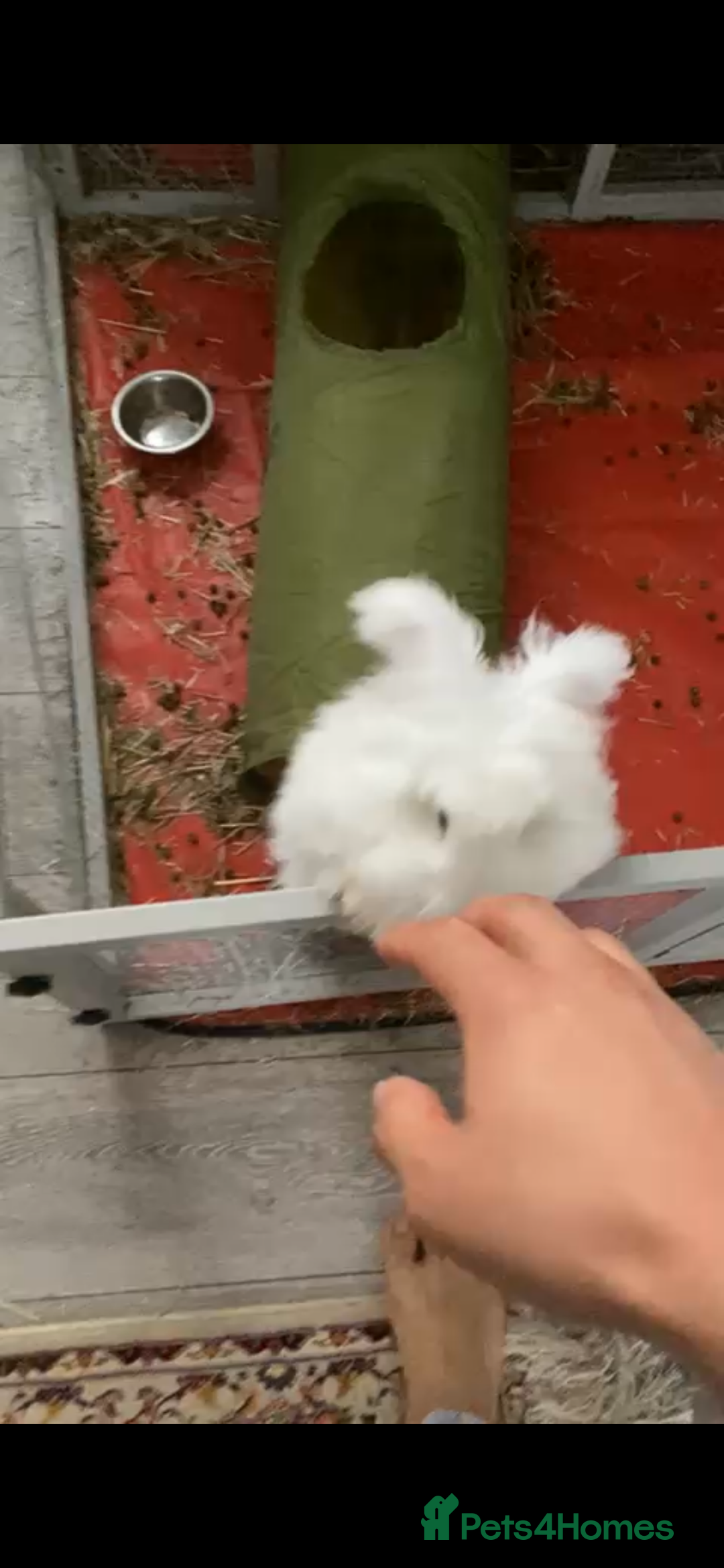 Angora rabbits for sale: Angora bunny - Advert 3