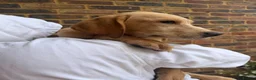 Labrador Retriever dogs for sale: Labrador puppies  - Advert 2