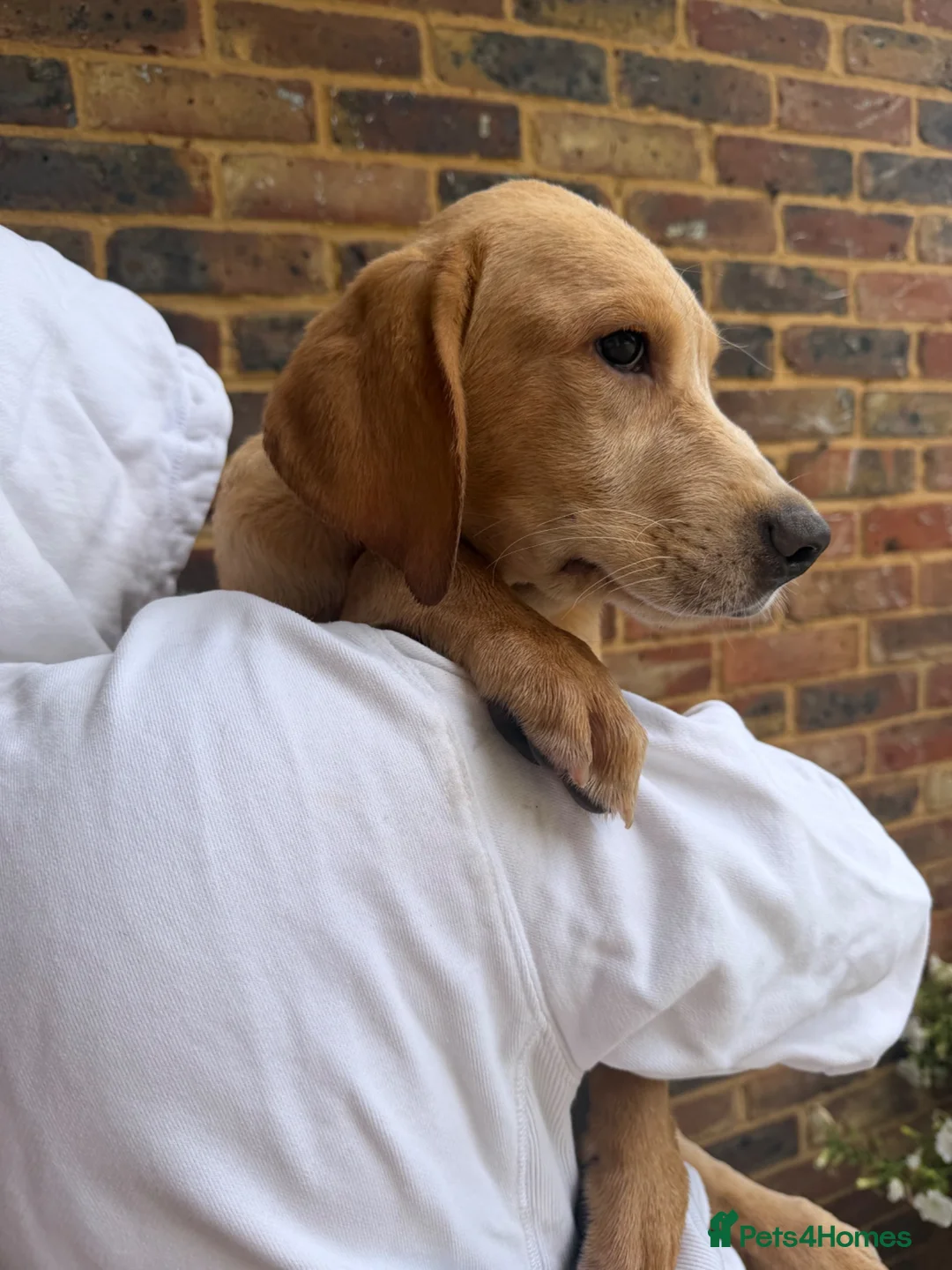 Labrador Retriever dogs for sale: Labrador puppies  - Advert 2