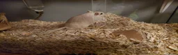 Gerbil rodents for sale: 2x male gerbils and tank  - Advert 4