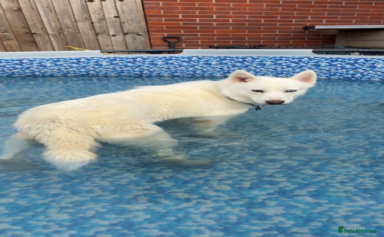 Siberian Husky dogs - Advert 5