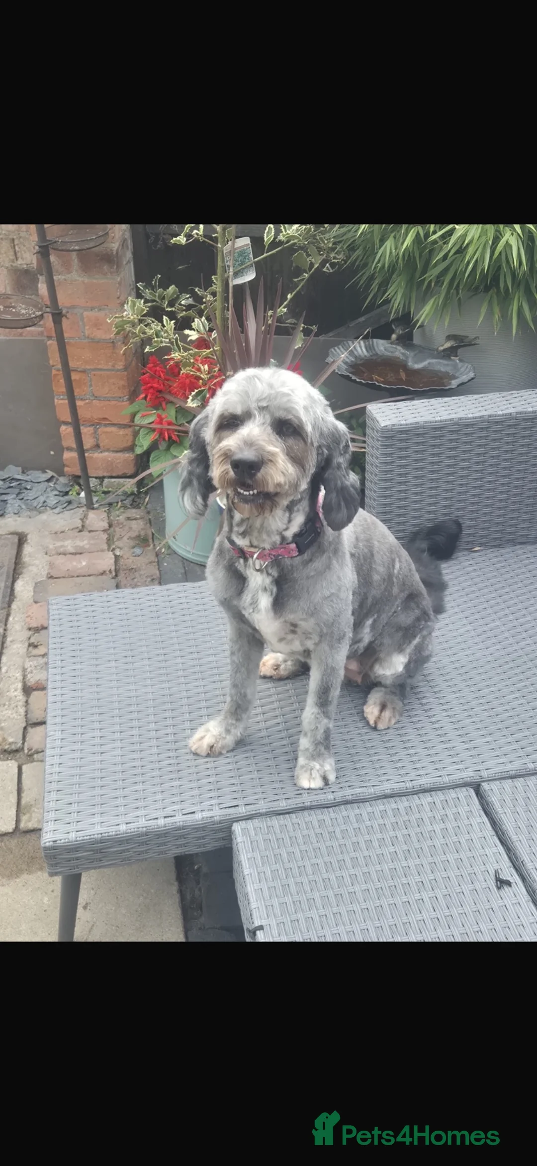 Mini Goldendoodle dogs for sale: Gorgeous Blue Merle Mini Goldendoodle - Advert 2