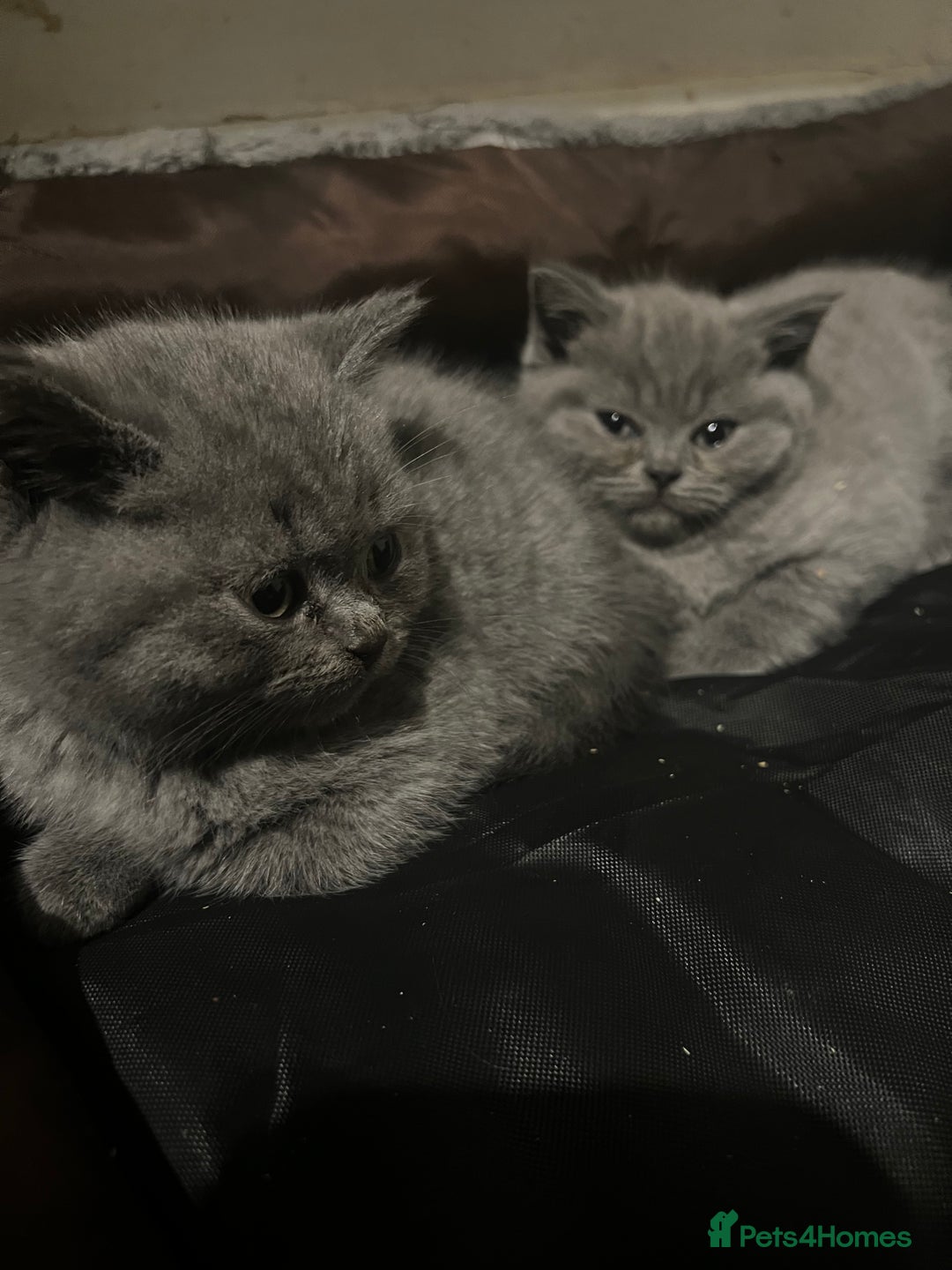 British Shorthair cats for sale: Beautiful BSH Kittens / GCCF registered  - Advert 19