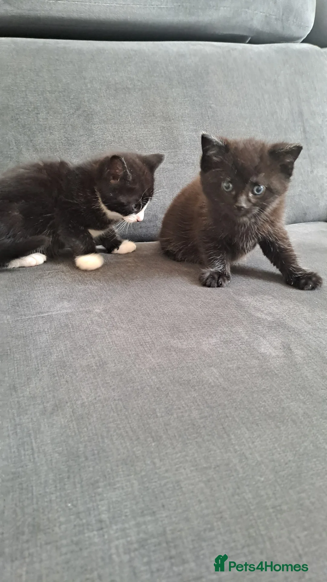 Bombay cats for sale: Kittens  - Advert 2