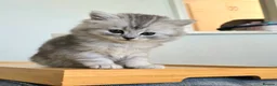 British Longhair cats for sale: Most Beautiful British Longhair Kittens - Advert 3