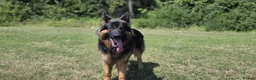 German Shepherd dogs for stud: For Stud Only Charlie  - Advert 4