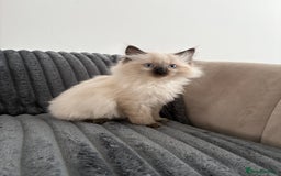 Ragdoll cats for sale: 2 Ragdoll Kittens left 🐾🤍 READY TO LEAVE NOW! - Image 2