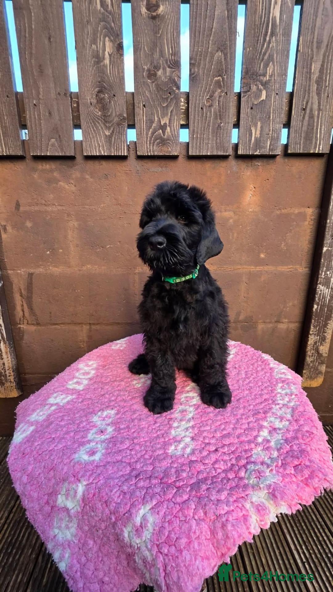 Russian Black Terrier dogs 🐾Russian Black Terrier Puppies | Ready Now🐾 - Advert 18