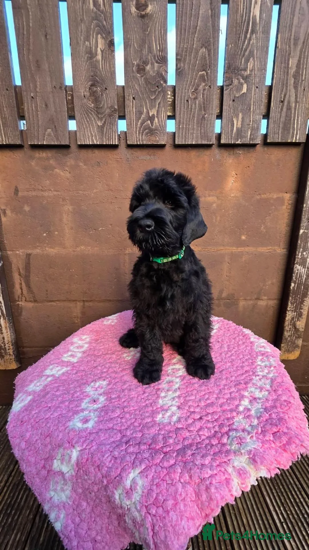 Russian Black Terrier dogs for sale: 🐾Russian Black Terrier Puppies | Ready Now🐾 - Advert 1