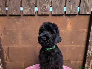 Russian Black Terrier dogs 🐾Russian Black Terrier Puppies | Ready Now🐾 - Advert 18