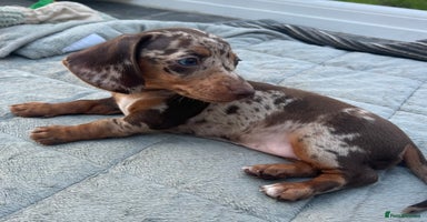 Miniature Dachshund dogs in Blackpool - Advert 4