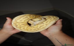 Python Snake reptiles for sale: Lovely male banana pewter royal python  - Image 2