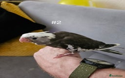 Cockatiels birds for sale: Hand tame cockatiel chicks  - Image 17