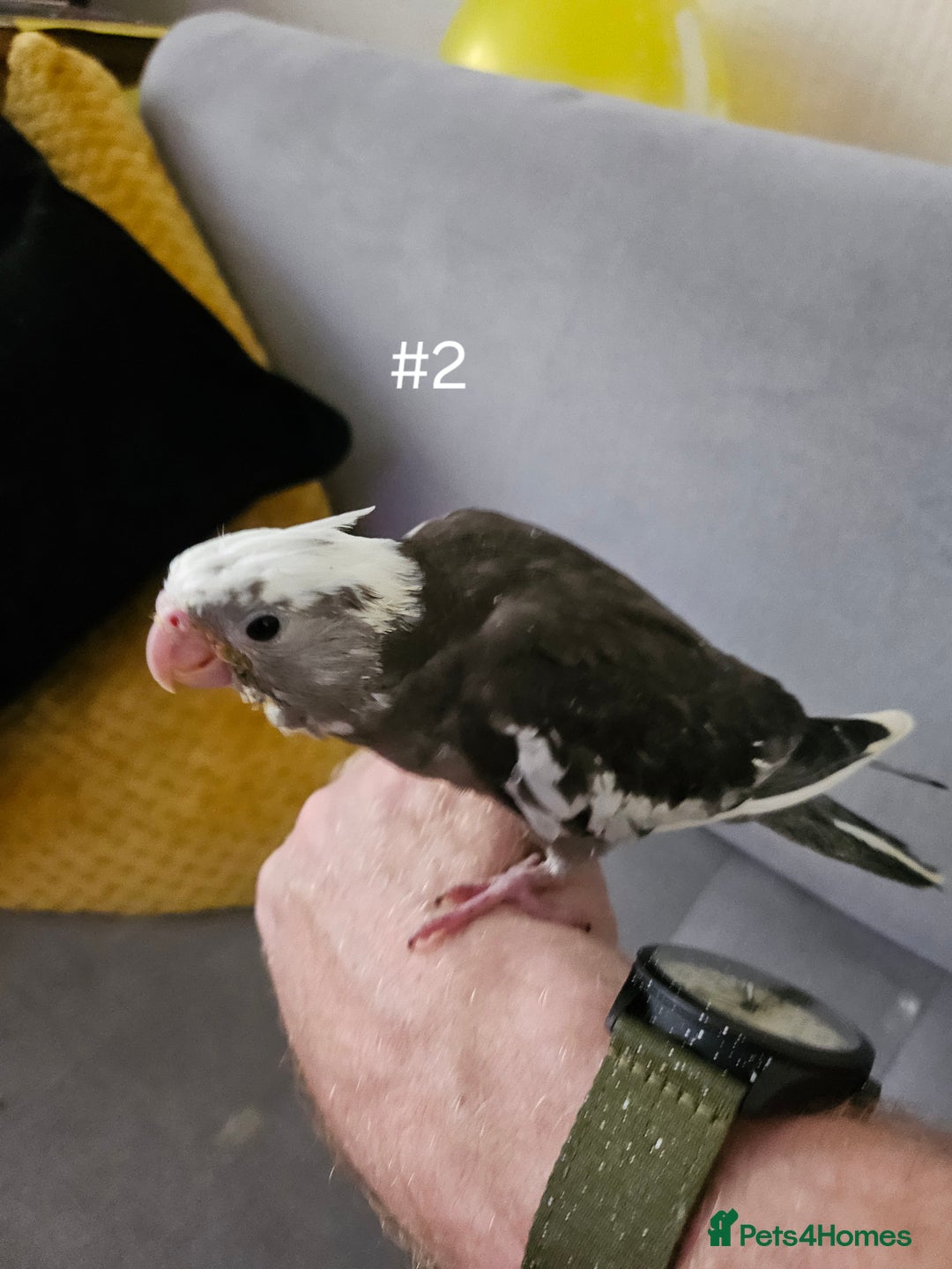 Cockatiels birds for sale: Hand tame cockatiel chicks  - Image 17