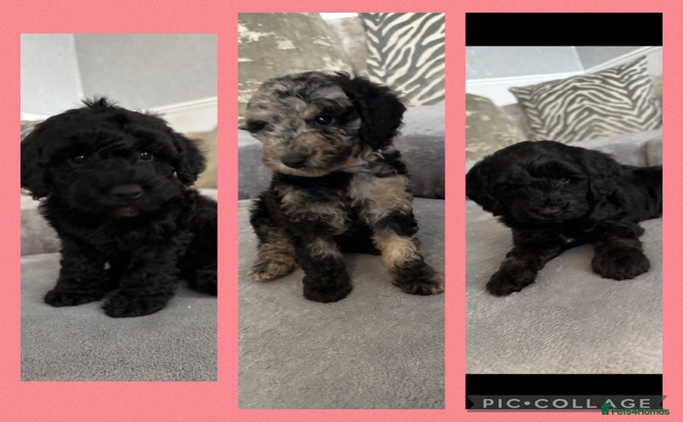 Cockapoo dogs - Advert 15