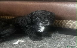 Cockapoo dogs for sale: F2b Cockapoo Pups - Image 3