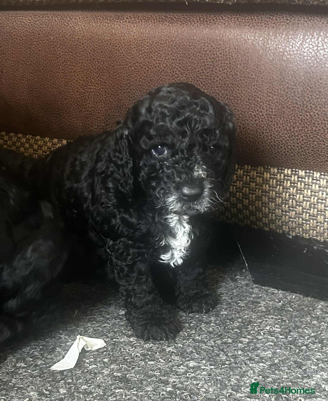 Cockapoo dogs for sale: F2b Cockapoo Pups - Image 3