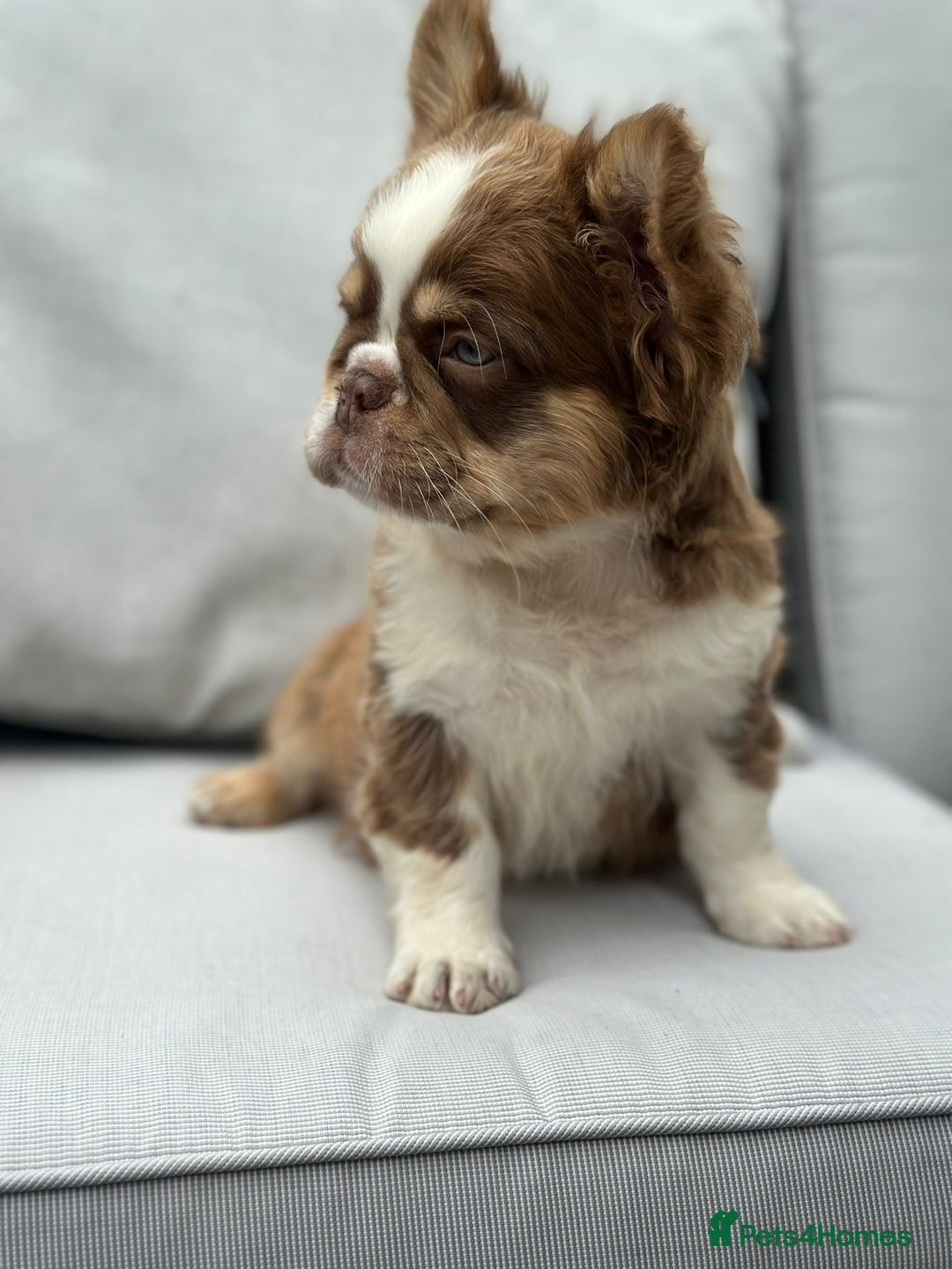 French Bulldog dogs for sale: KC registered frenchie boys  - Image 1