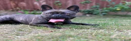 Mixed Breed dogs for sale: French bulldog looking forever home in Newport - Advert 4