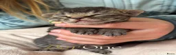 Devon Rex cats for sale: Devon Rex Kittens –GCCF Last kitten available BOY  - Advert 2