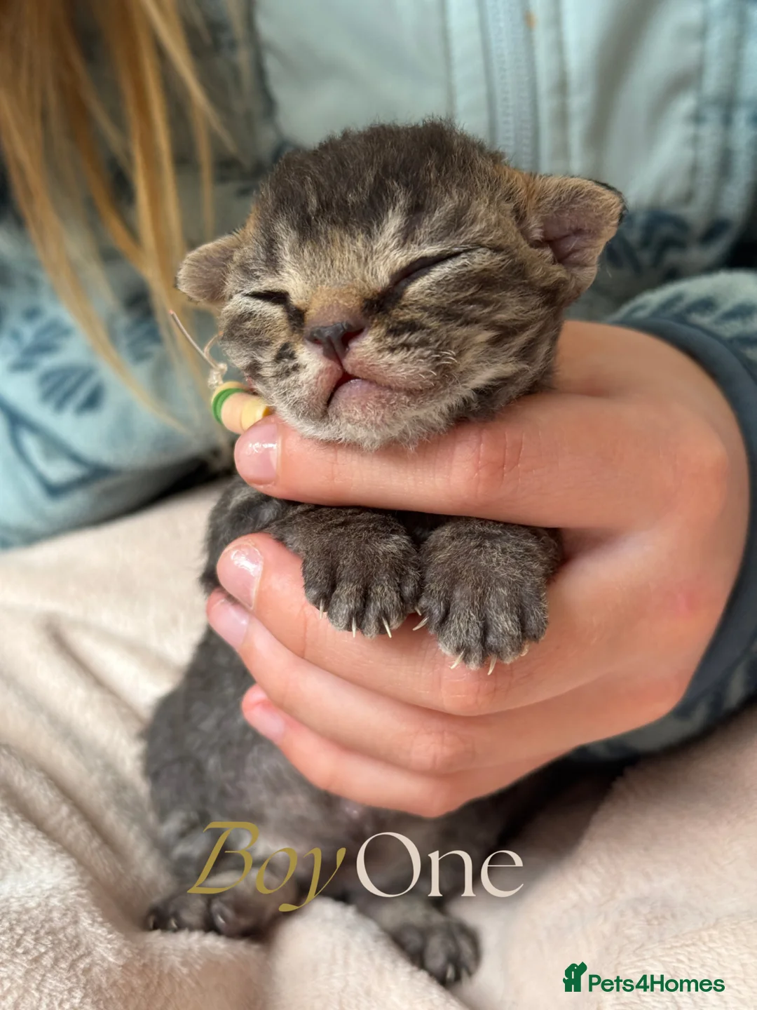 Devon Rex cats for sale: Devon Rex Kittens –GCCF Last kitten available BOY  - Advert 2