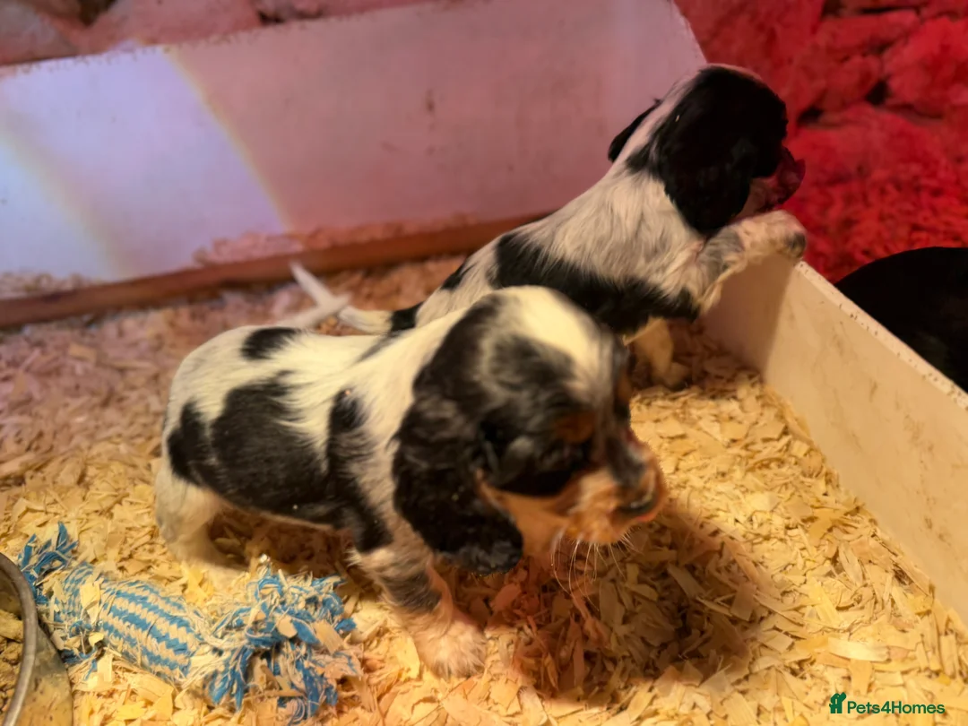Cocker Spaniel dogs for sale: Stunning ideal family pups  - Advert 10