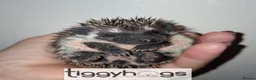 Pygmy Hedgehog rodents for sale: 4 Handsome Male African Pygmy Hedgehogs available  - Advert 4