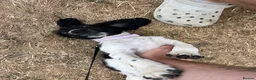English Springer Spaniel dogs for sale: Female ESs  in Hungerford - Advert 2