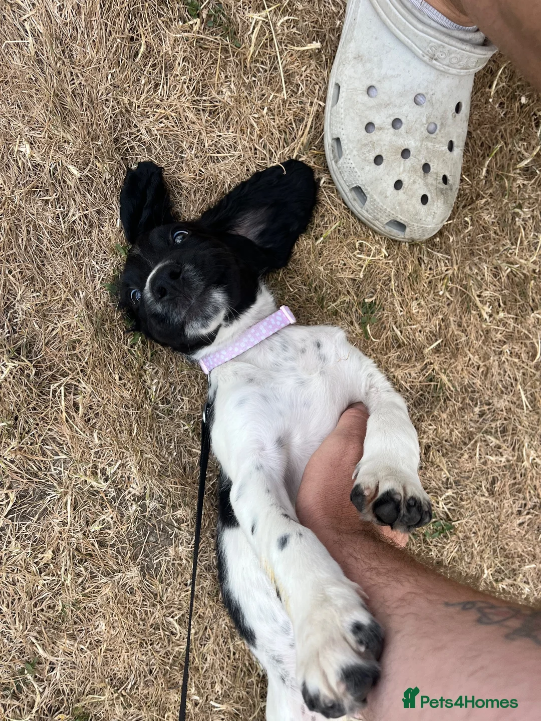 English Springer Spaniel dogs for sale: Female ESs  in Hungerford - Advert 2