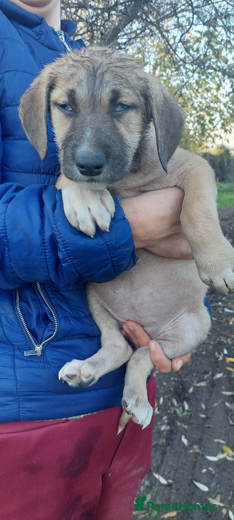 Mixed Breed dogs 4.5 female Macedonian puppy - Advert 3