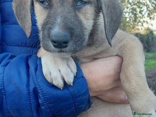 Mixed Breed dogs 4.5 female Macedonian puppy - Advert 17