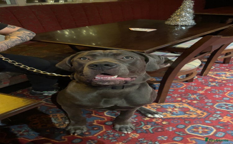 Cane Corso dogs - Advert 1