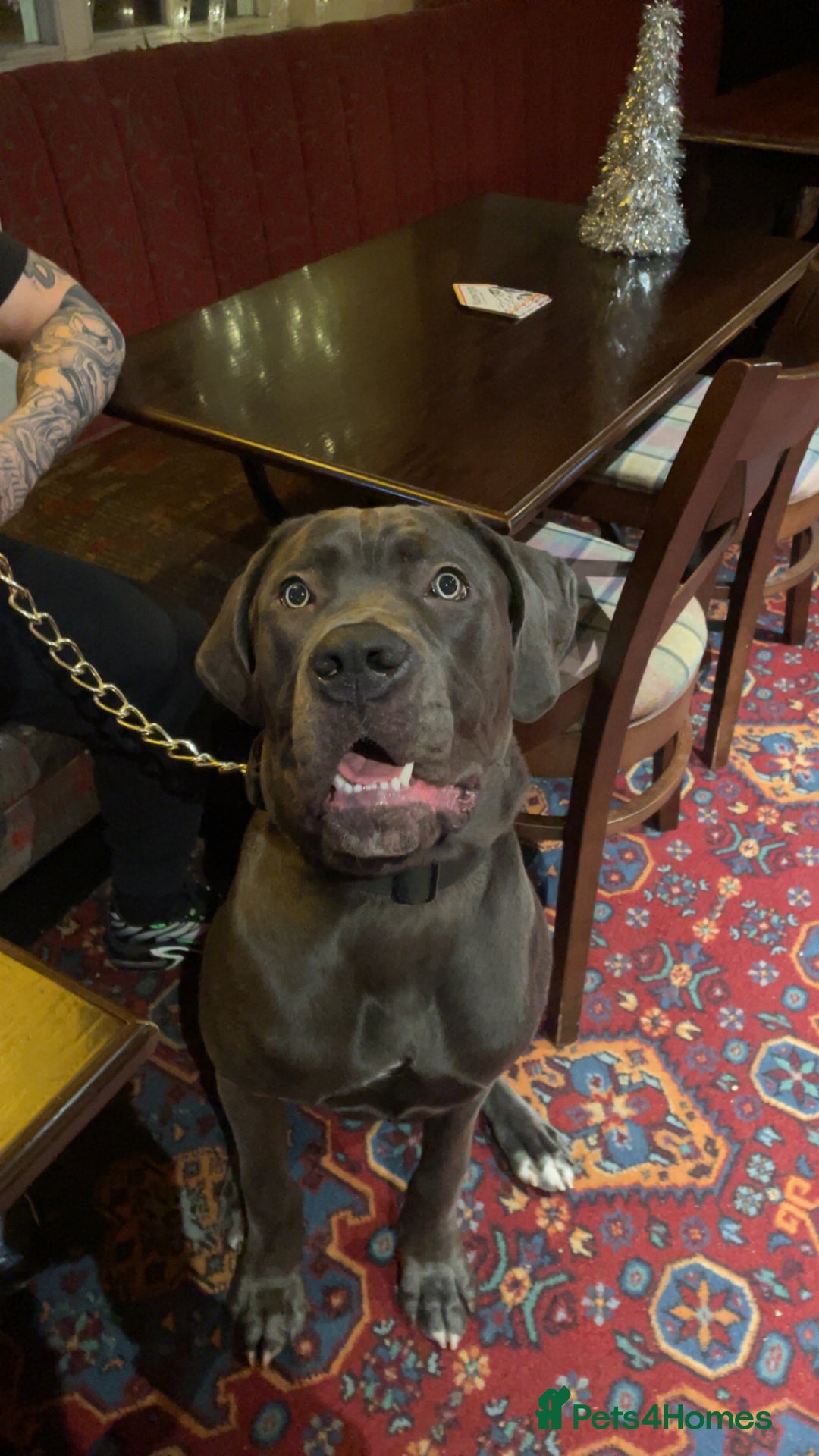 Cane Corso dogs for sale: Male cane corse  - Image 1