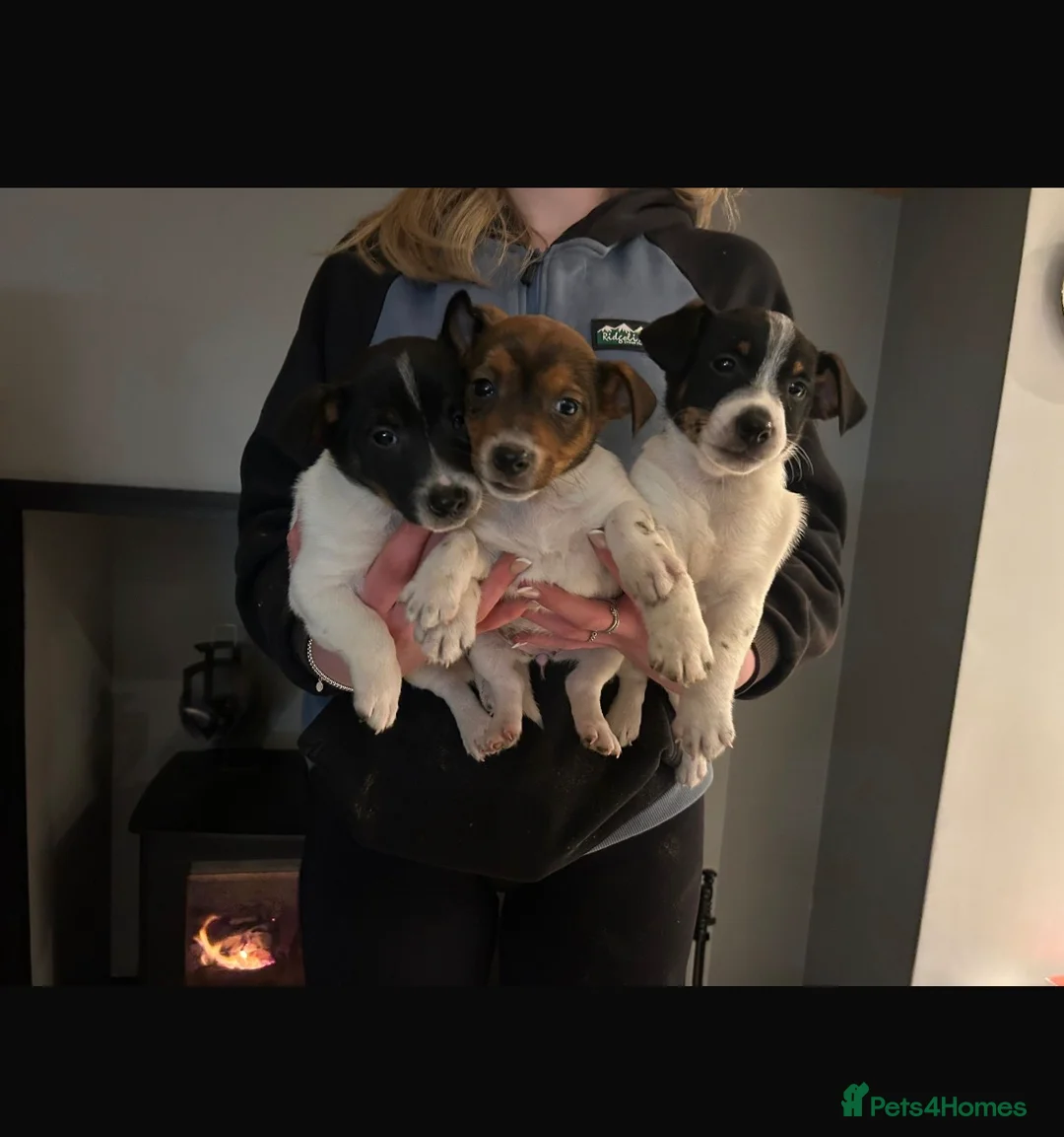 Jack Russell dogs for sale: Miniature Jack Russel puppies for sale  - Advert 2