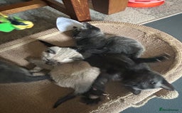 Siamese cats for sale: Siamese cross  - Image 7