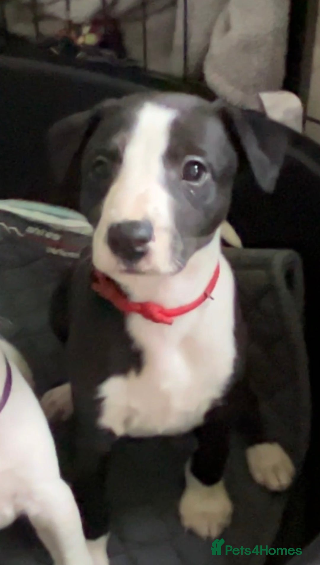 Whippet dogs for sale: Whippet Puppies 1xM - Advert 2