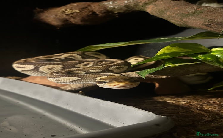Python Snake reptiles - Advert 2