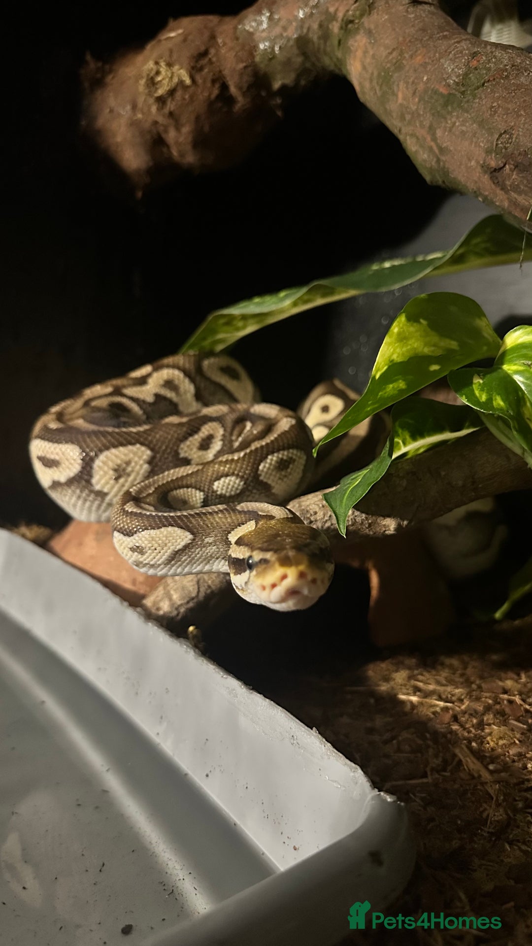 Python Snake reptiles for sale: Royal Python for sale - Image 1